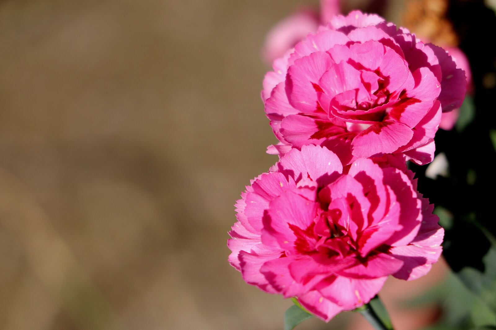 Canon EOS 77D (EOS 9000D / EOS 770D) sample photo. Cloves, flowers, petals photography