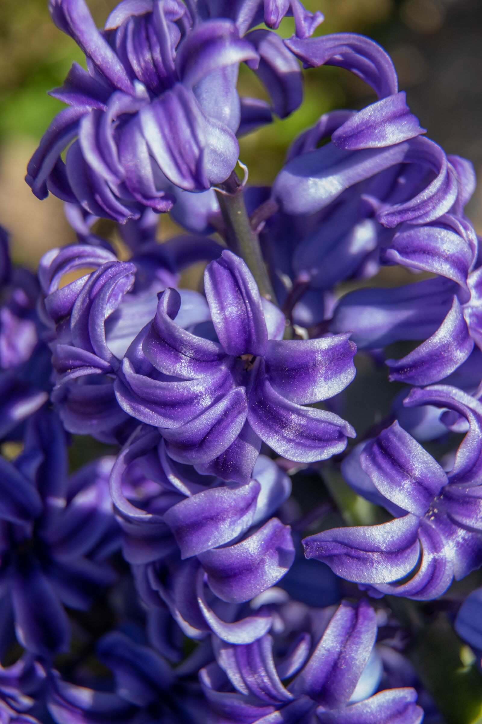 Nikon D3300 sample photo. Flower, bloom, blooms at photography