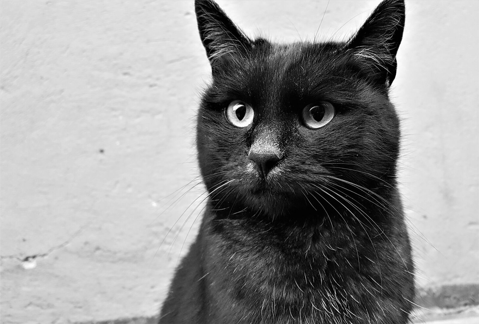 Samsung Galaxy S6 sample photo. Cat, black, animal photography