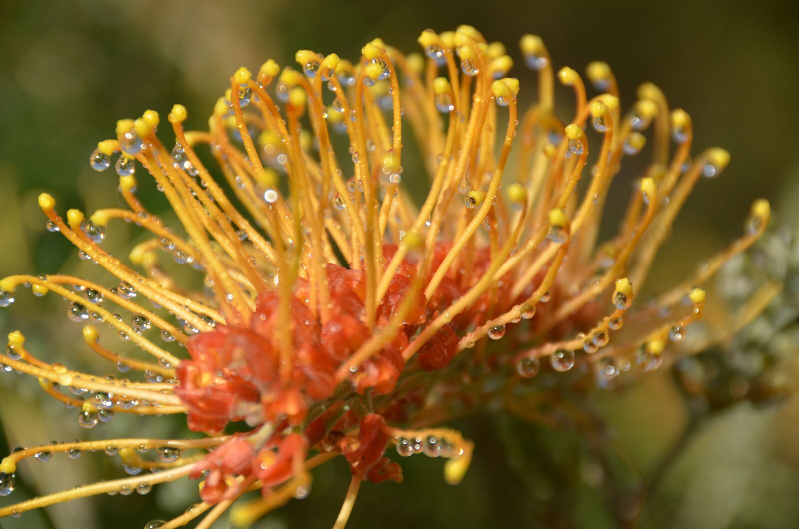 Nikon D7000 sample photo. Flower, natural, nature photography