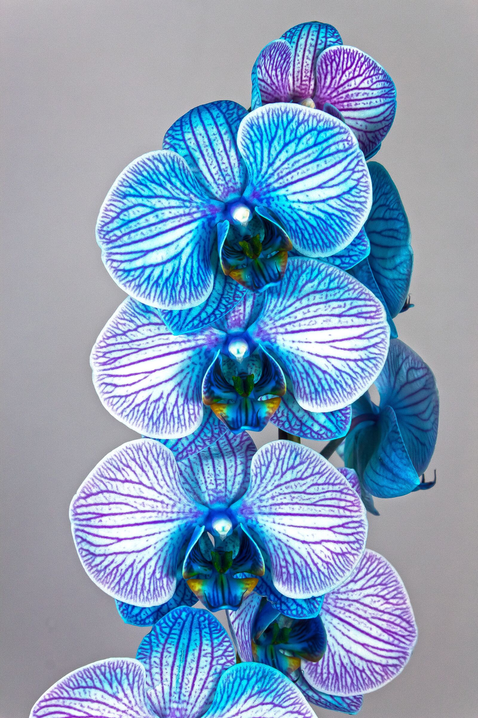 Canon EOS 1300D (EOS Rebel T6 / EOS Kiss X80) sample photo. Orchid, blue, violet photography