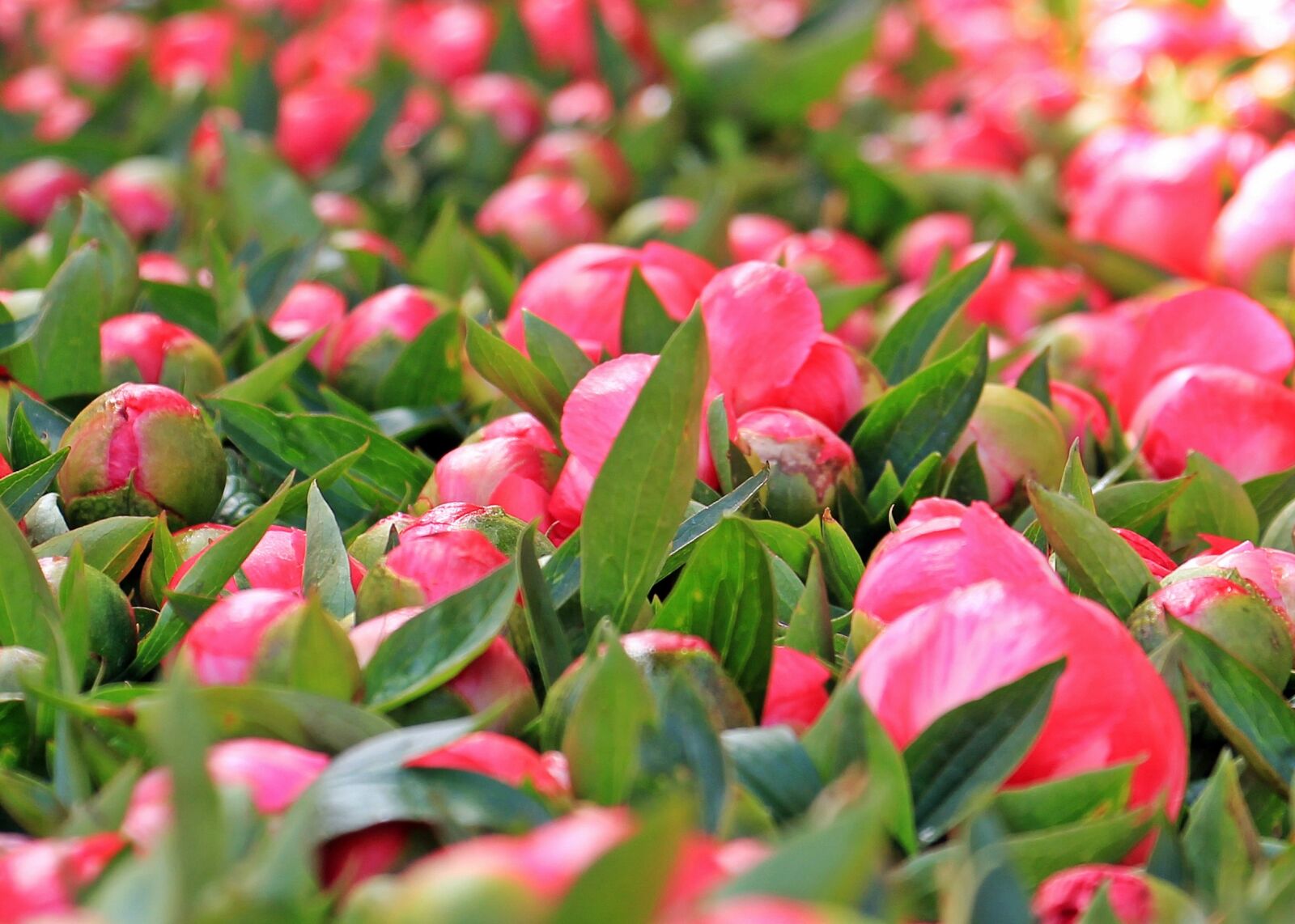 Canon EOS 550D (EOS Rebel T2i / EOS Kiss X4) sample photo. Peony, flowers, plant photography