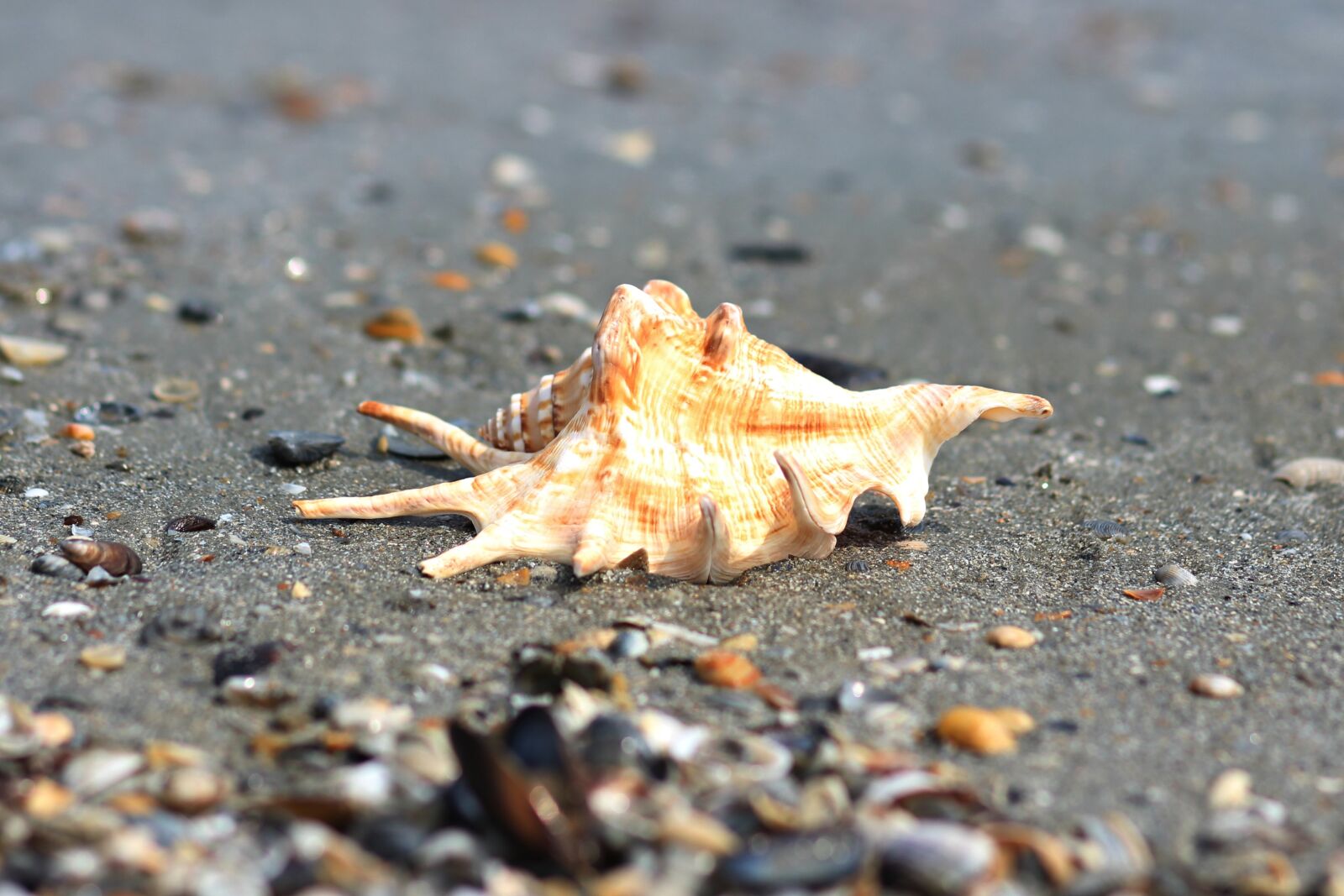 Canon EOS 700D (EOS Rebel T5i / EOS Kiss X7i) + Canon EF 85mm F1.8 USM sample photo. Clam, sand, beach photography