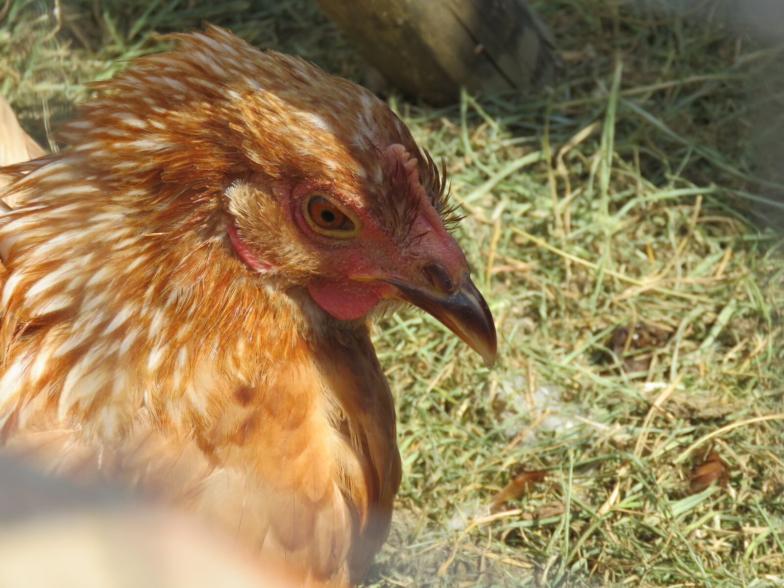 Canon PowerShot SX60 HS sample photo. Farm, chicken, hen photography