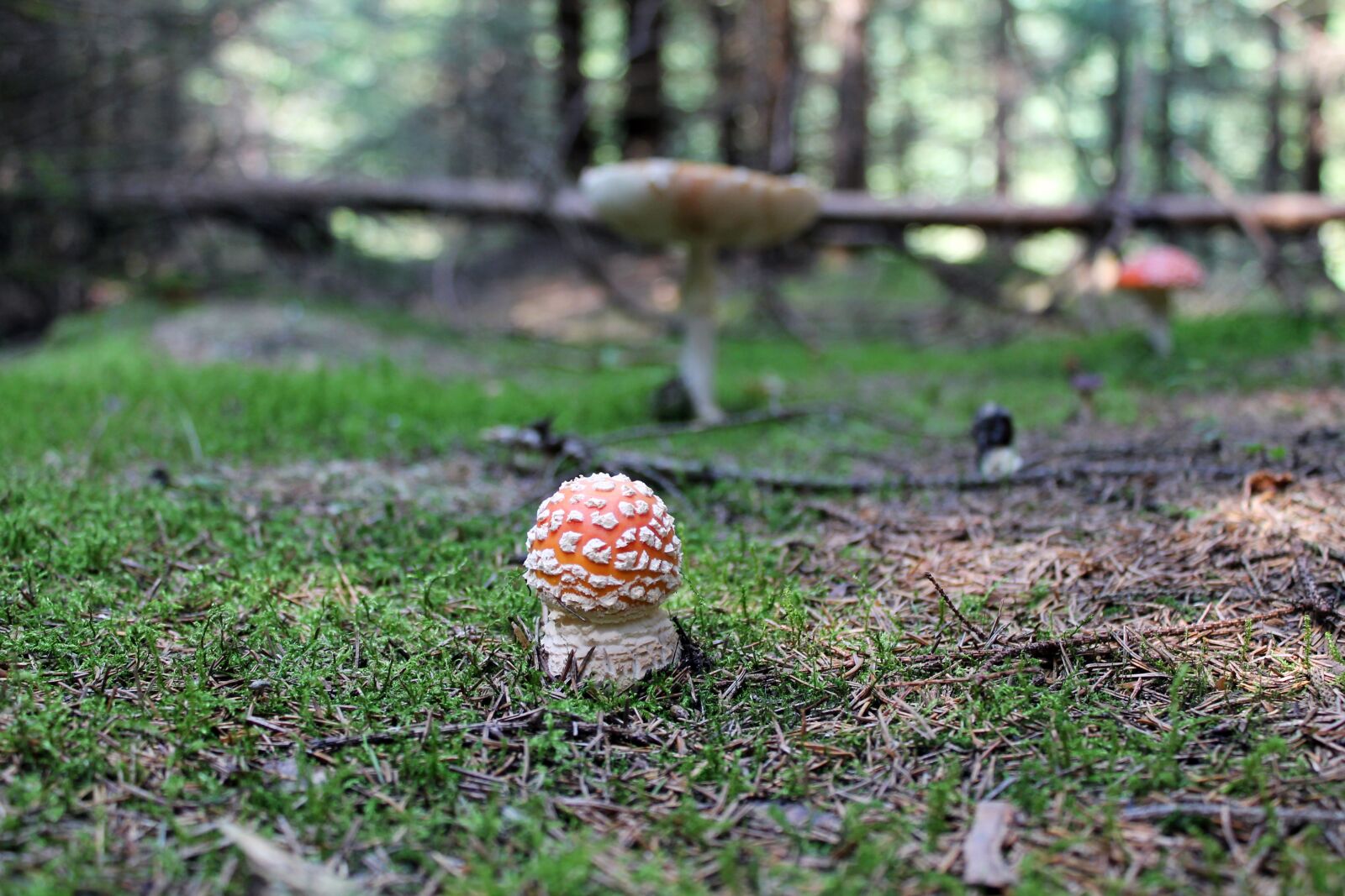 Canon EOS 1100D (EOS Rebel T3 / EOS Kiss X50) sample photo. Forest, mushroom, amanita photography