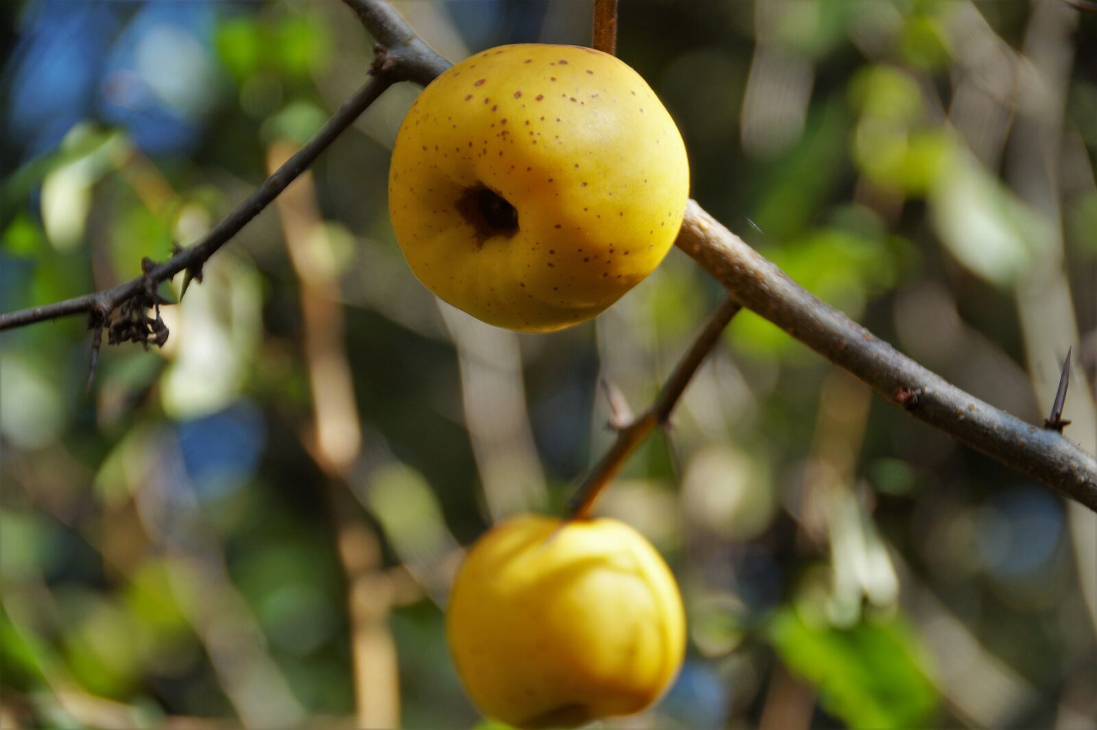 Sony SLT-A58 sample photo. Quince, apple, yellow photography