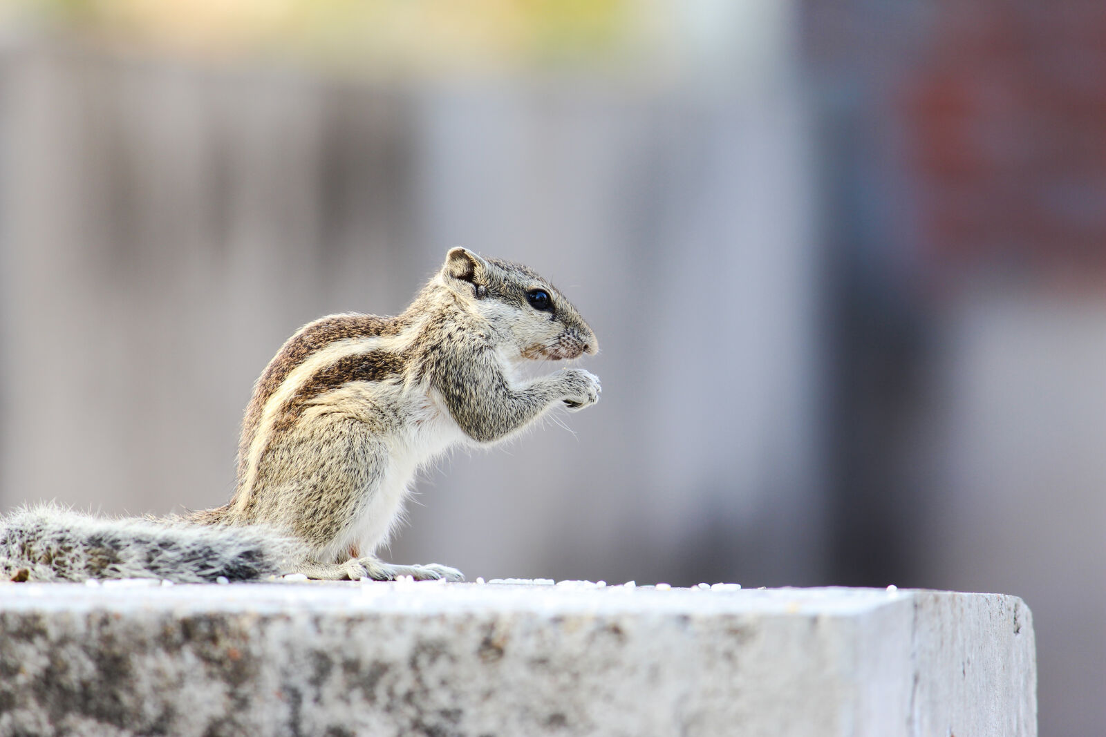 Canon EOS 700D (EOS Rebel T5i / EOS Kiss X7i) sample photo. Animal, blur, close, up photography