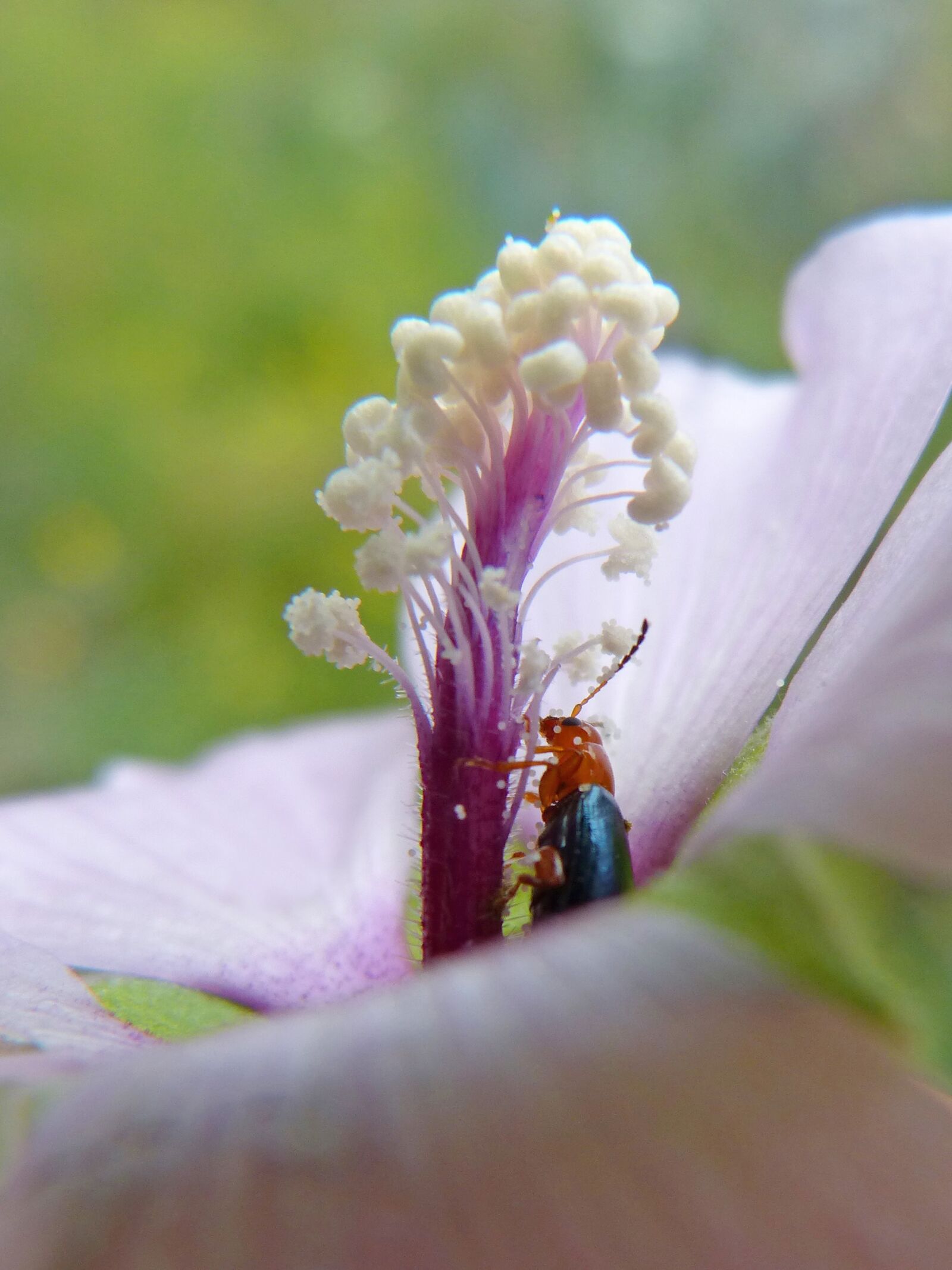 Panasonic DMC-FZ62 sample photo. Weevil, beetle, pollen photography