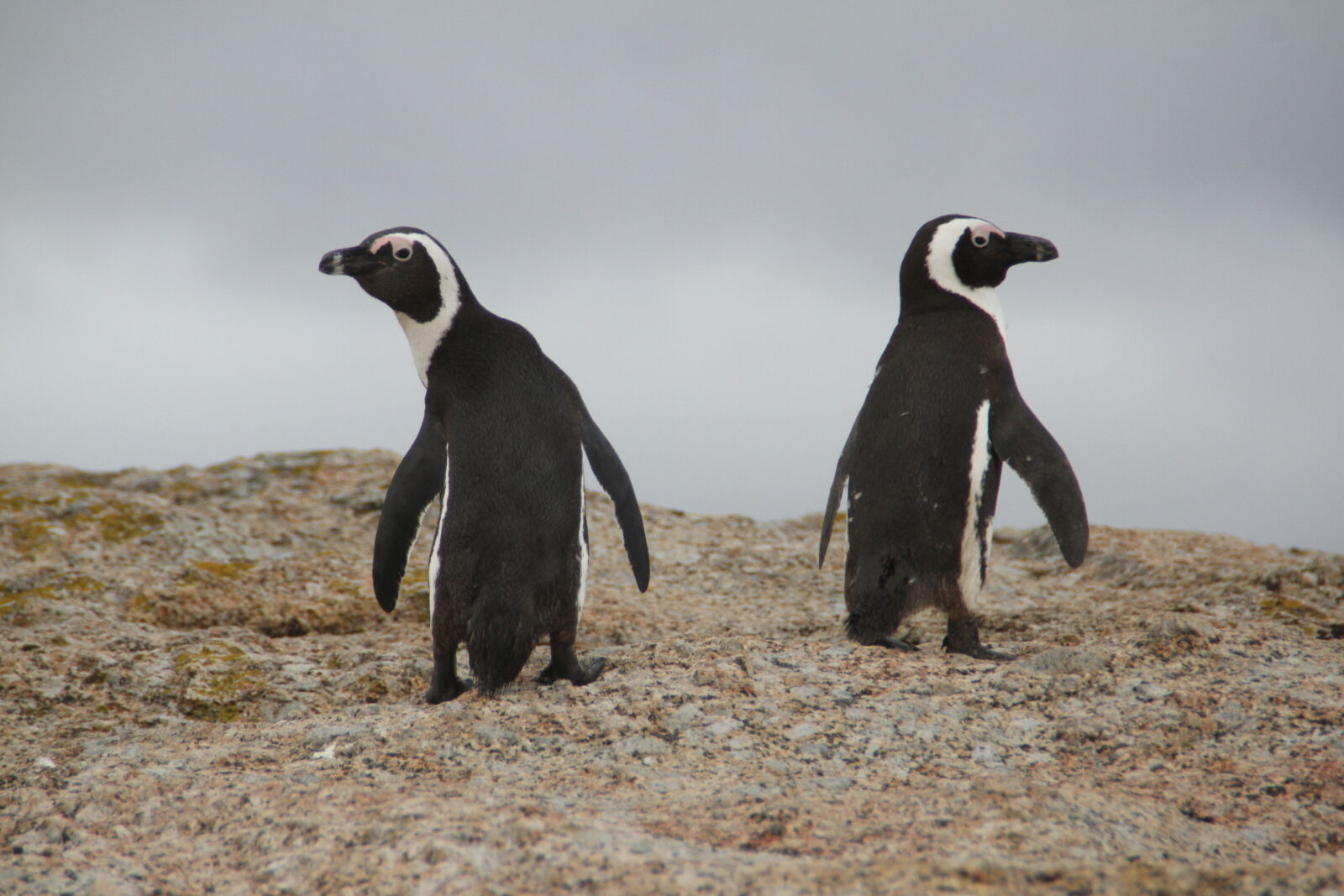 Canon EOS 7D sample photo. Two, black, penguins, on photography