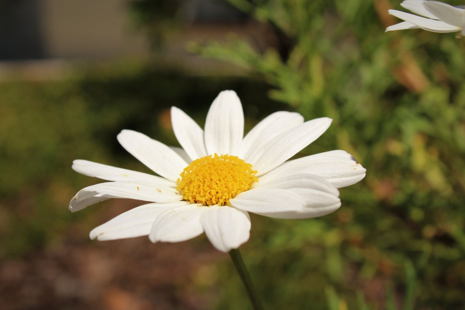 Canon EOS 1300D (EOS Rebel T6 / EOS Kiss X80) sample photo. Daisy, nature, glower photography
