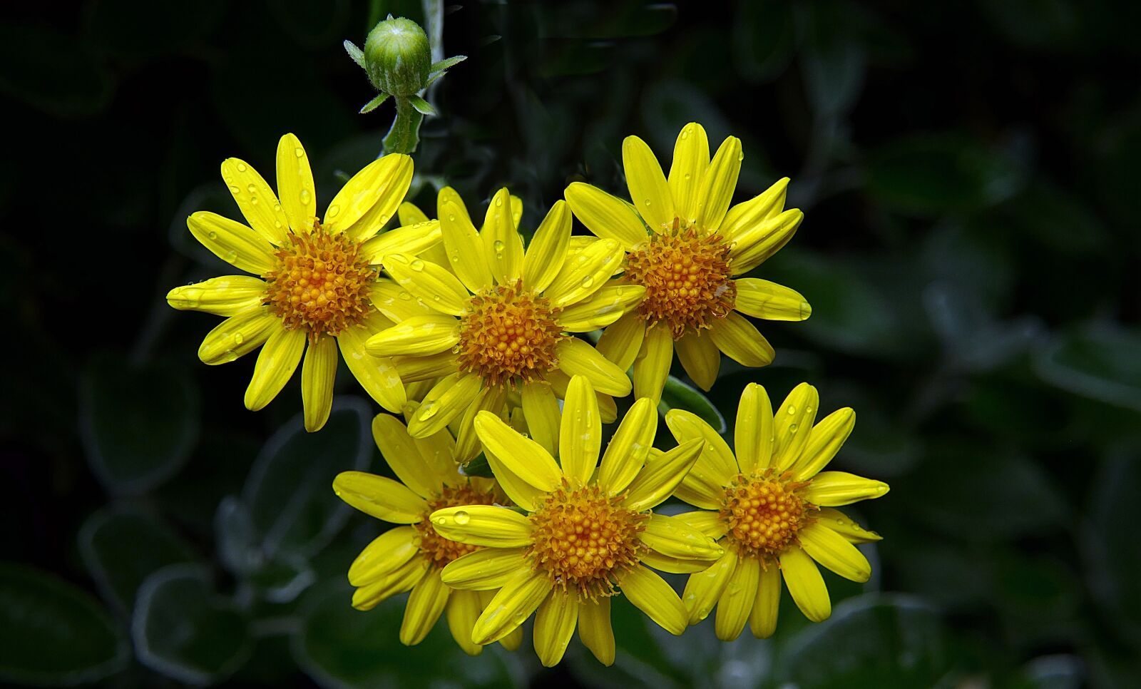 Panasonic Lumix DMC-FZ1000 sample photo. Daisy, bush, daisies photography