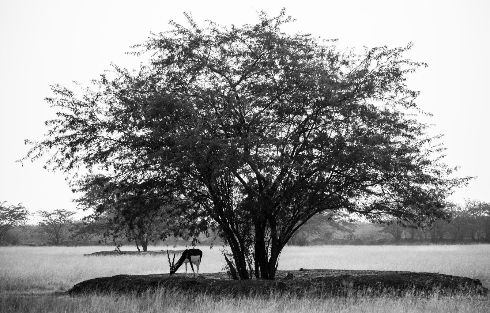 Nikon D5600 sample photo. Blackbuck, velavadar, animals photography