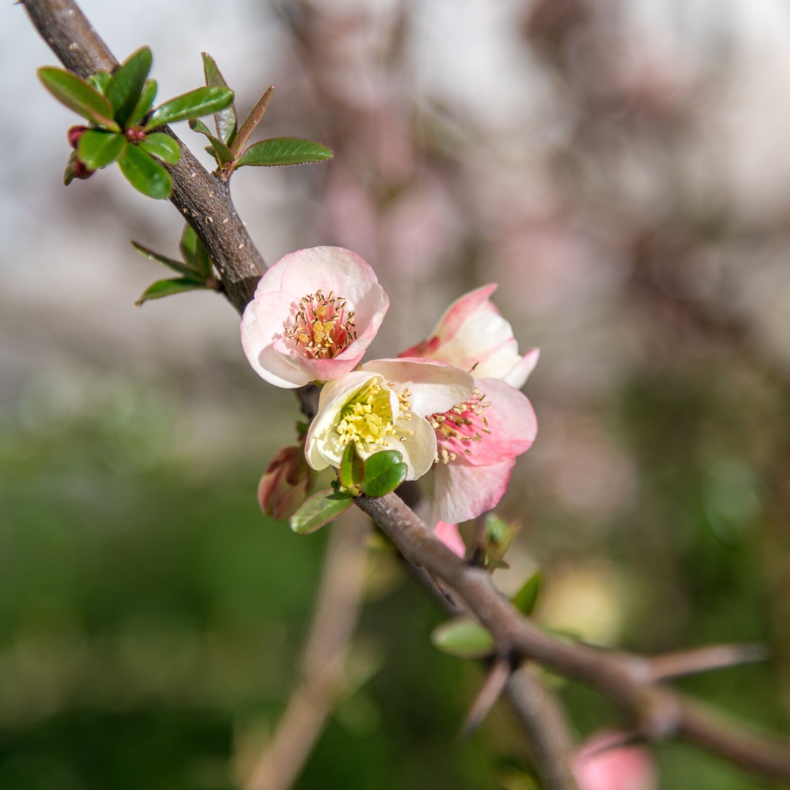 Nikon D850 sample photo. Rose, ker, petals photography