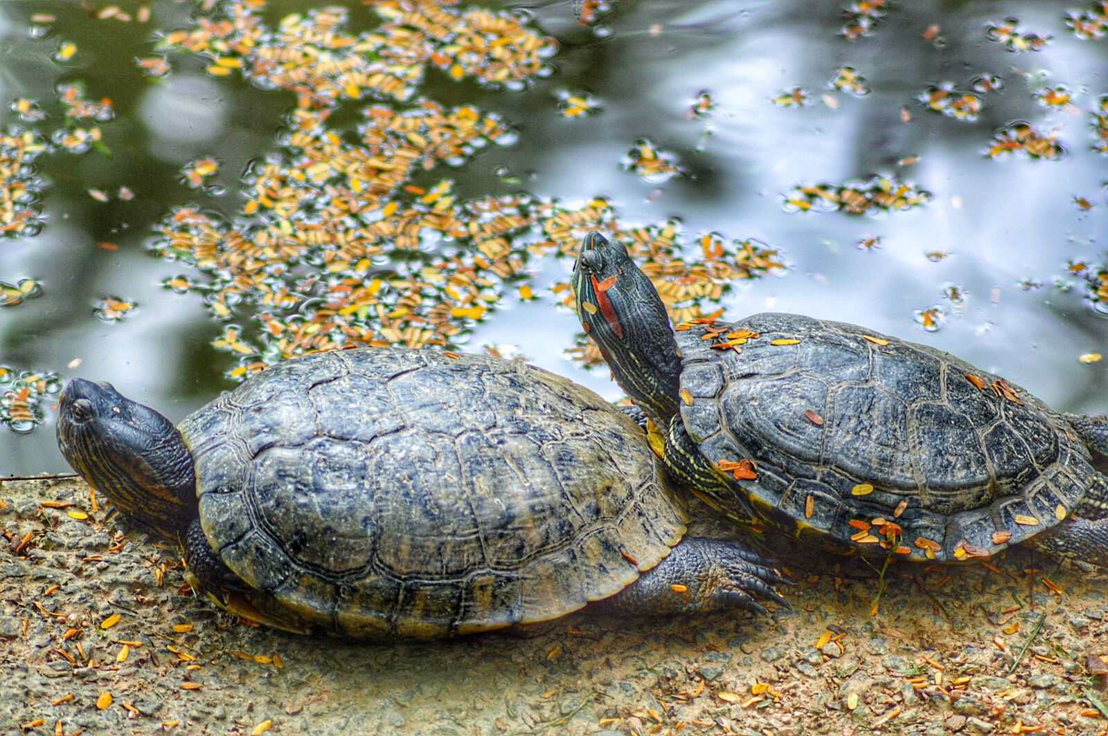Nikon D3200 sample photo. Turtle, animal, reptile photography