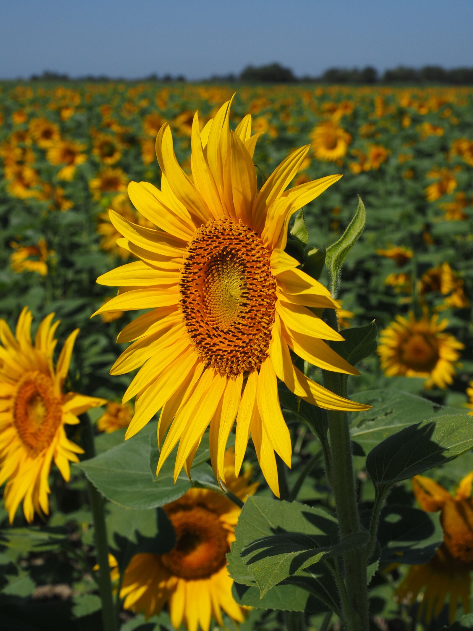 Olympus OM-D E-M1 + Olympus M.Zuiko Digital ED 12-40mm F2.8 Pro sample photo. Sunflower field, sunflower, summer photography