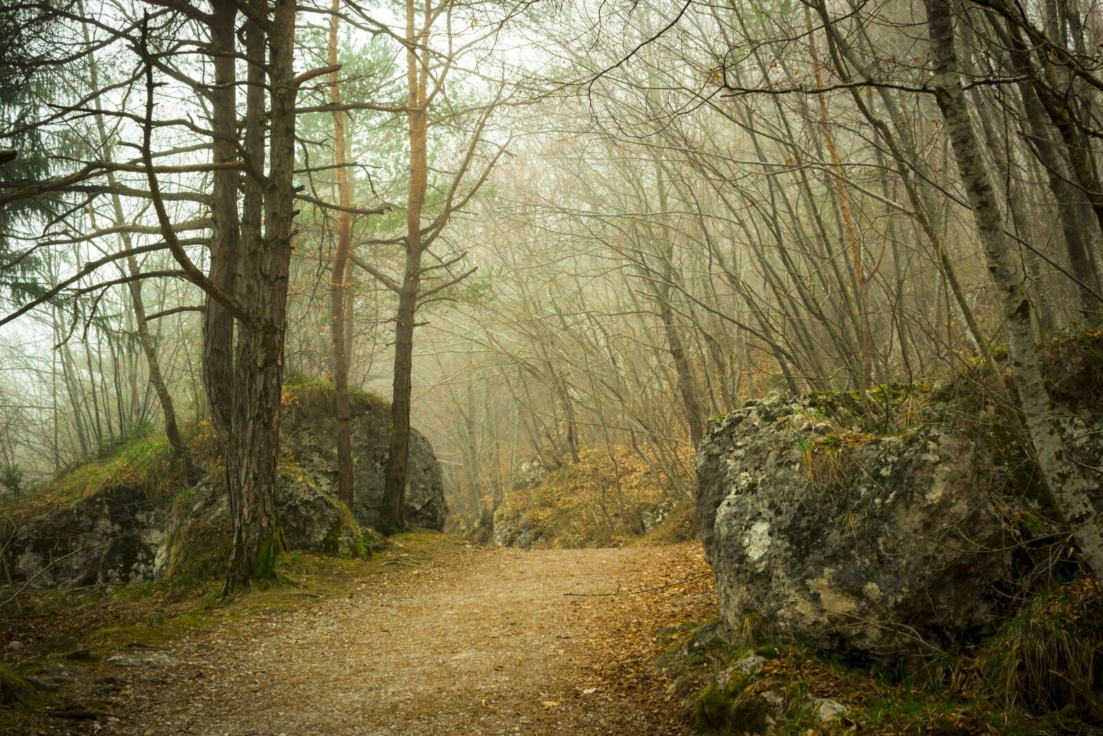Canon EOS 100D (EOS Rebel SL1 / EOS Kiss X7) sample photo. Wood, forest, nature photography