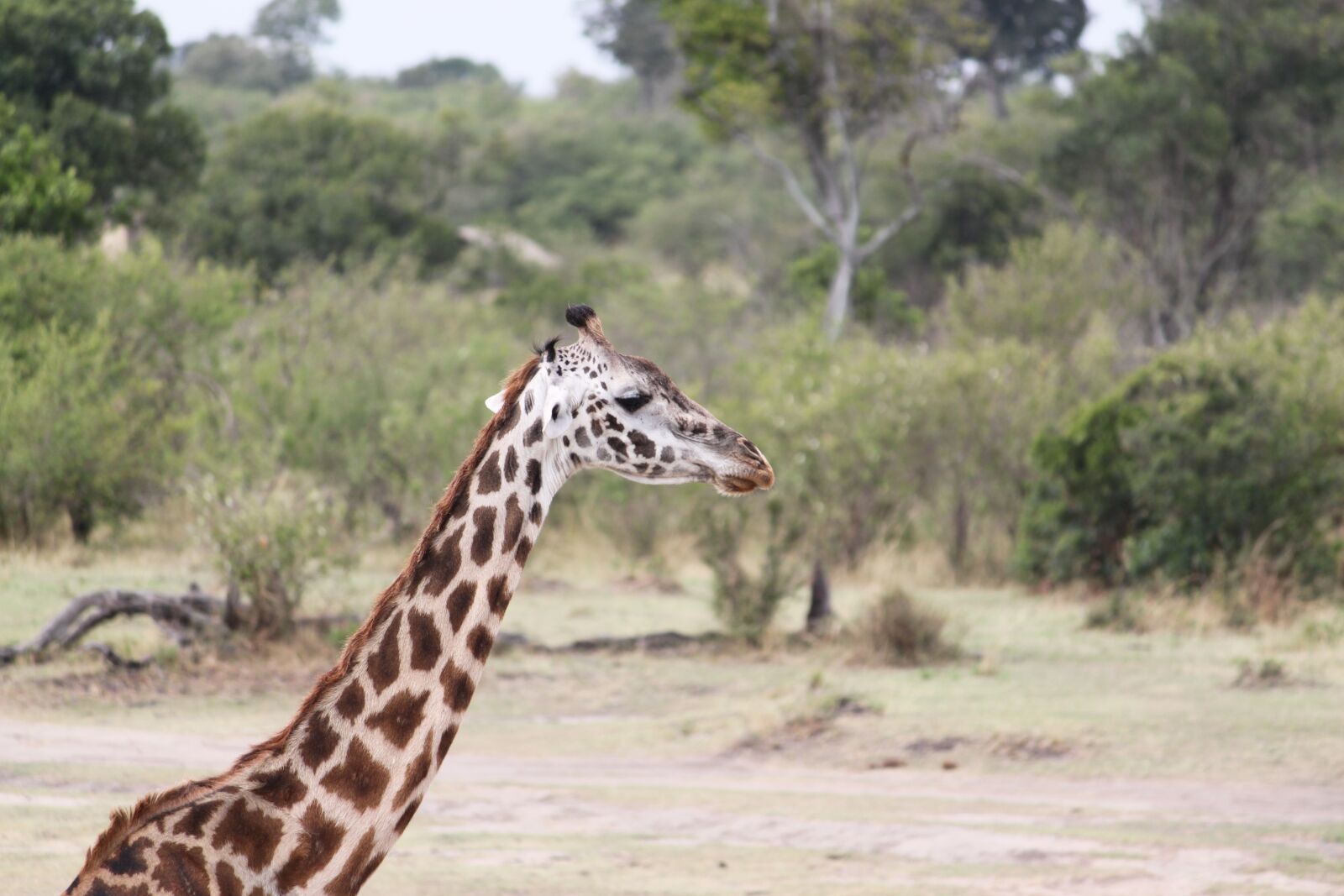 Canon EOS 500D (EOS Rebel T1i / EOS Kiss X3) sample photo. Safari, wildlife, animal photography