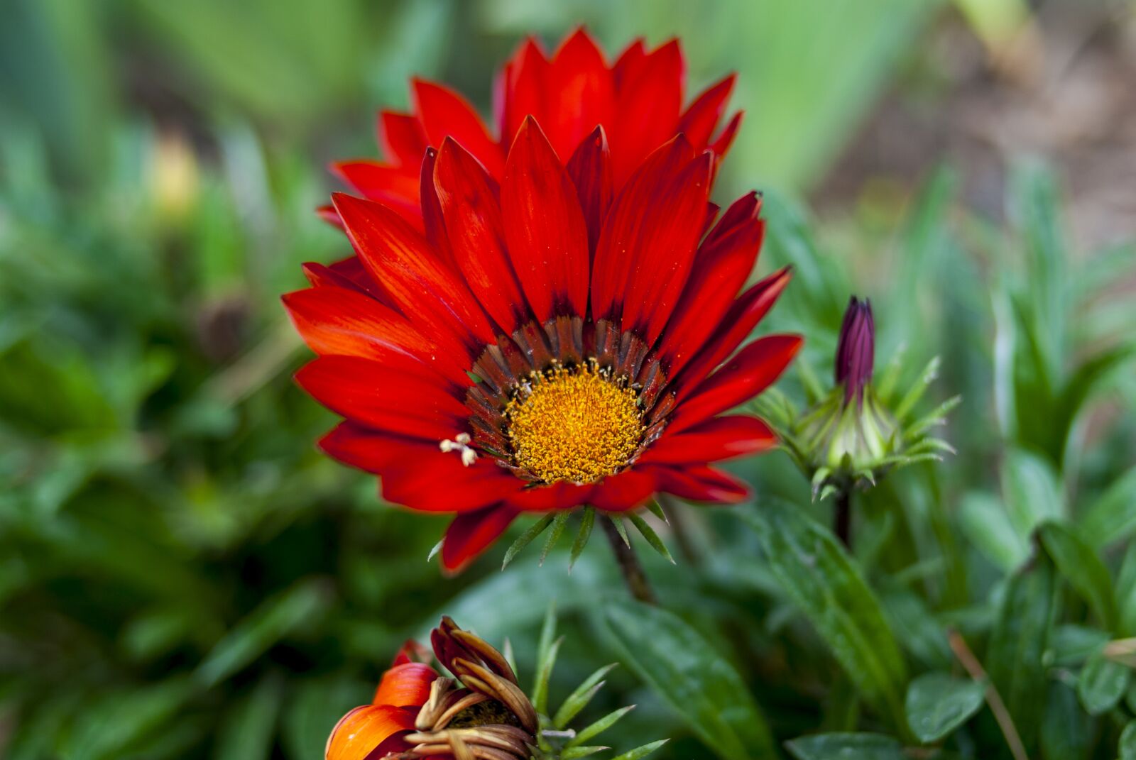 Nikon D60 sample photo. Plant, nature, flower photography