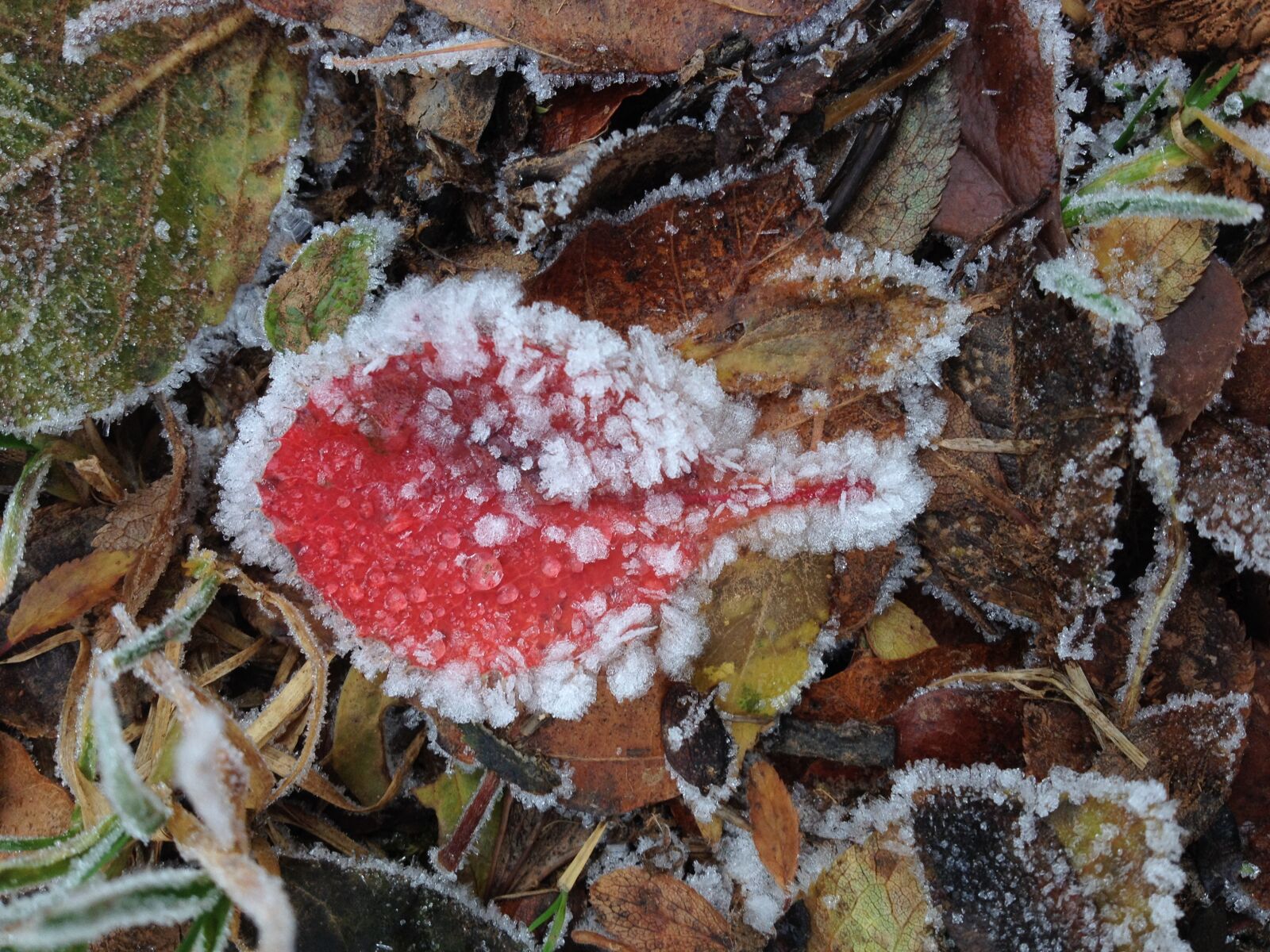 iPhone 4S back camera 4.28mm f/2.4 sample photo. Leaf, ice, frozen photography