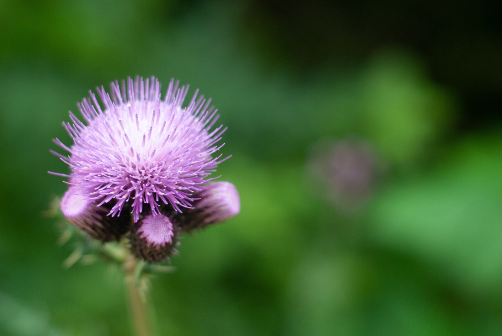 Nikon D200 sample photo. Flower, purple, nature photography