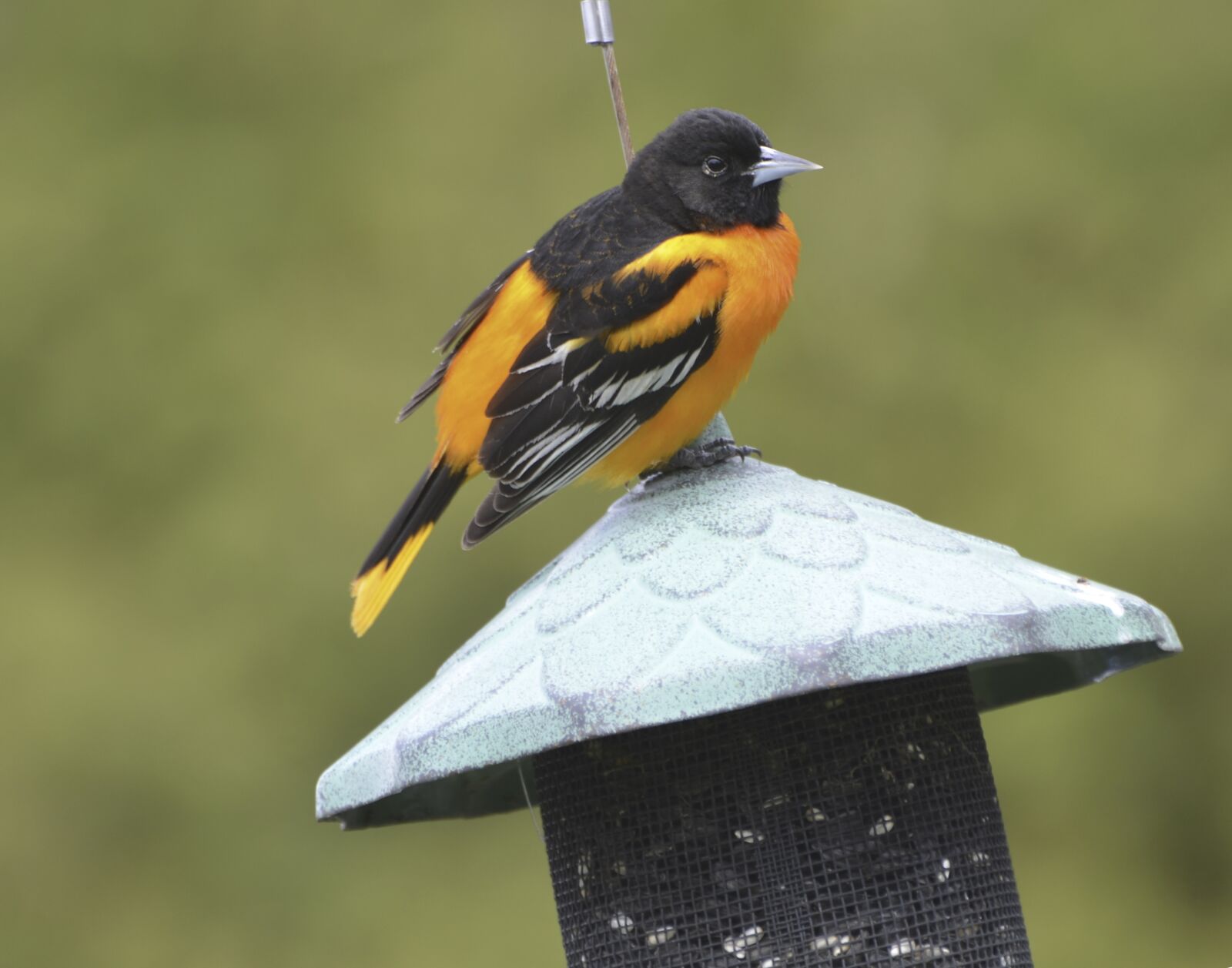 Nikon D7000 sample photo. Baltimore, oriole, bird photography