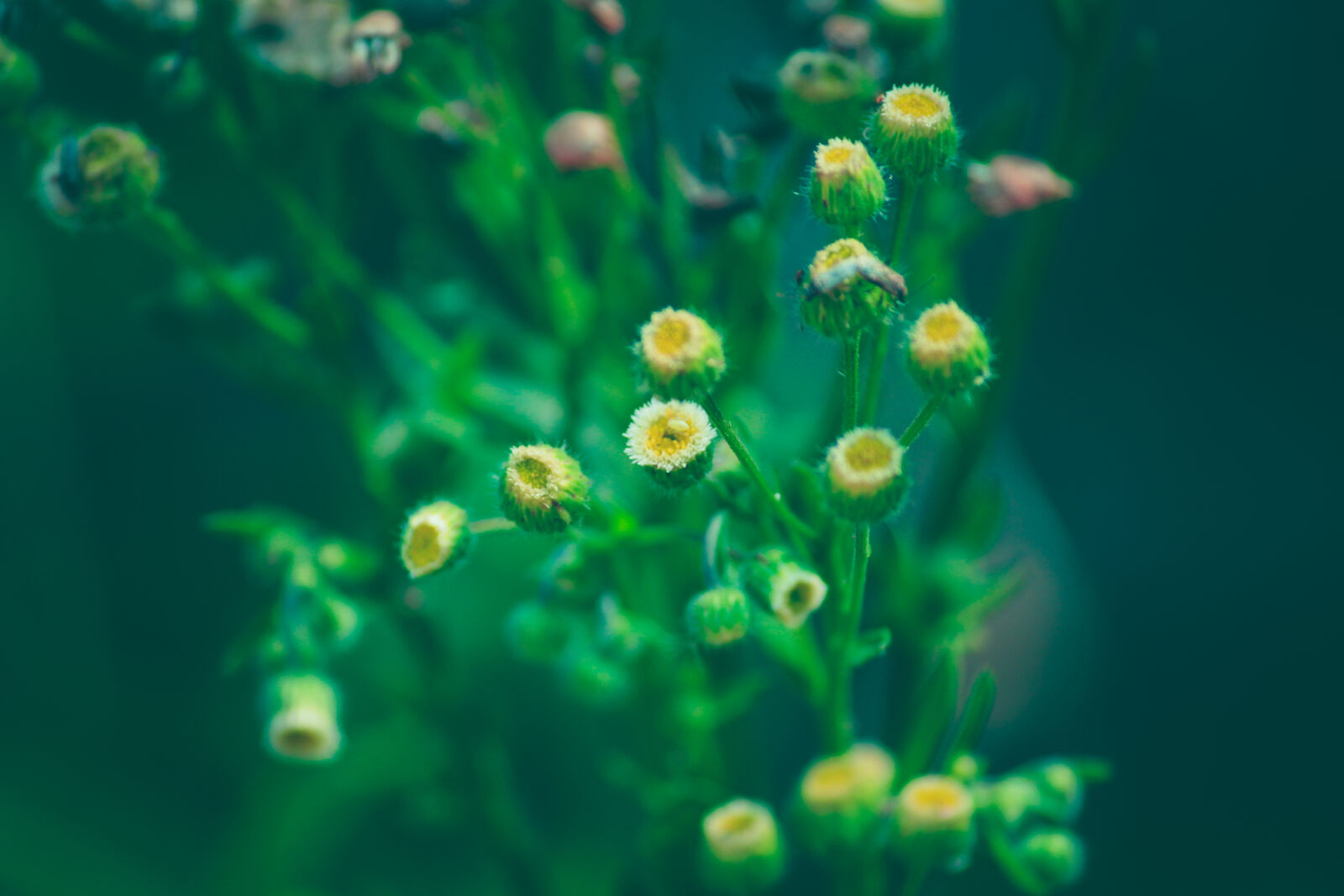 Canon EOS 700D (EOS Rebel T5i / EOS Kiss X7i) sample photo. Flower, macro, macro, photo photography