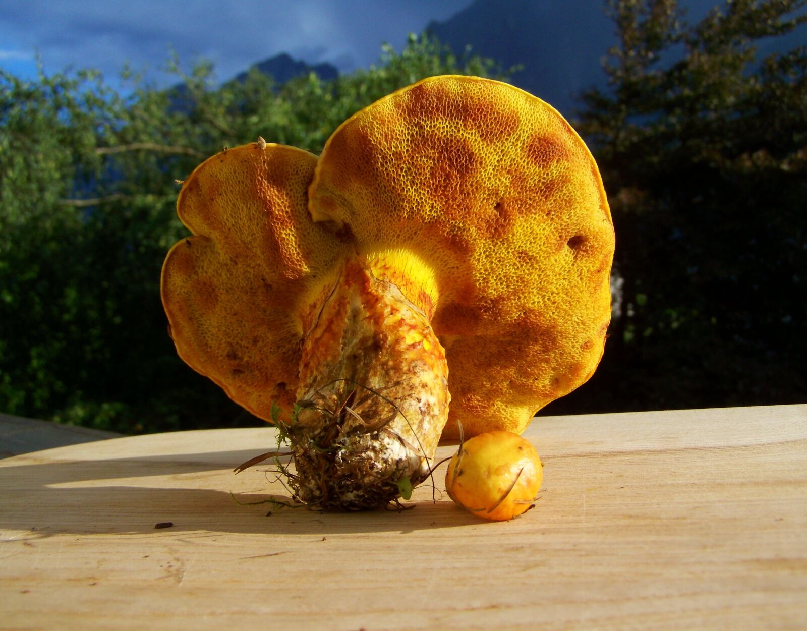 Kodak EASYSHARE ZD710 ZOOM DIGITAL CAMERA sample photo. Mushroom, yellow, nature photography
