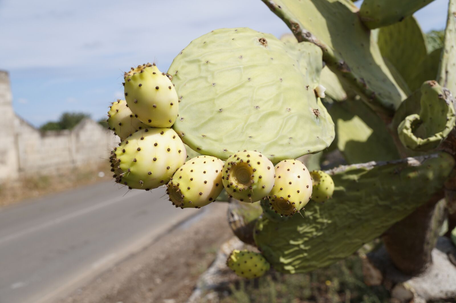 Sony SLT-A58 + Sony DT 18-250mm F3.5-6.3 sample photo. Prickly pear, cactus fruit photography