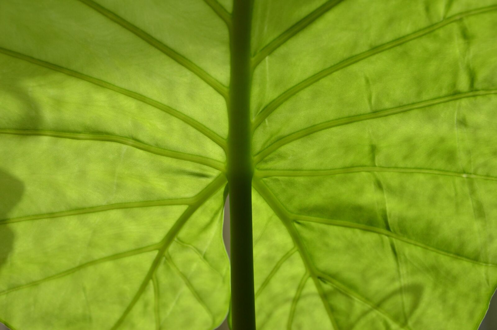 Nikon D3200 sample photo. Leaf, green, nature photography