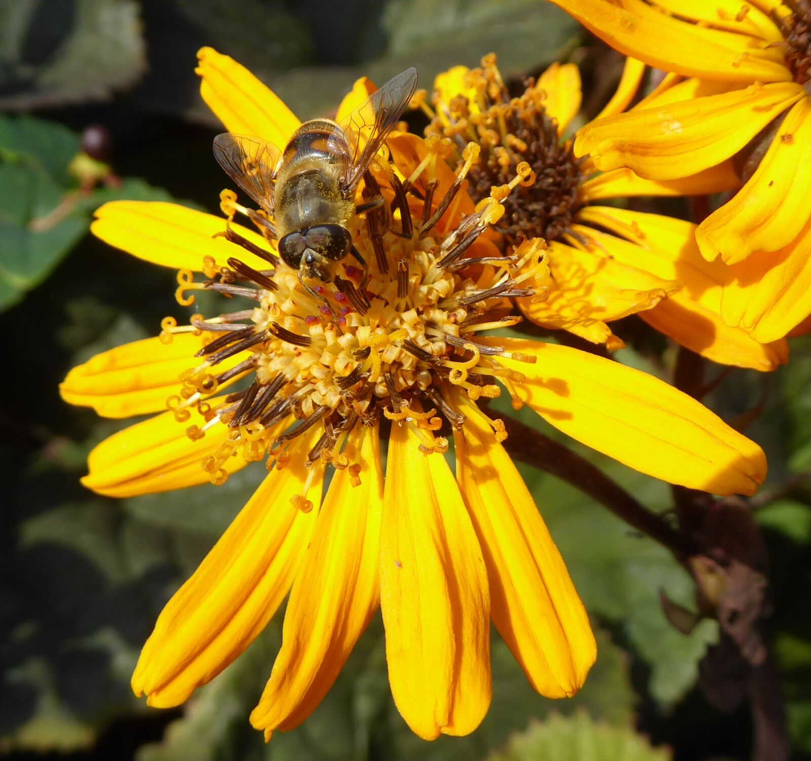 Panasonic Lumix DMC-ZS50 (Lumix DMC-TZ70) sample photo. Bees, summer, flower photography