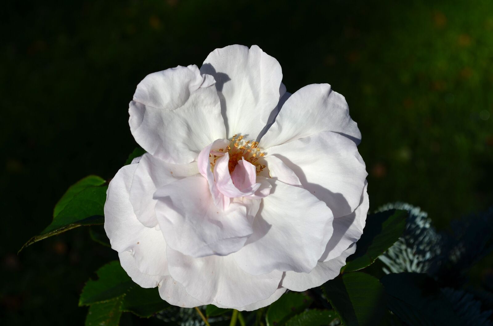 Nikon D5100 sample photo. Rose, white rose, blossom photography