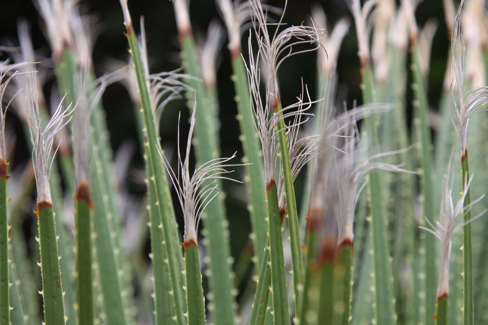 Canon EOS 40D sample photo. Plant, nature, growth photography