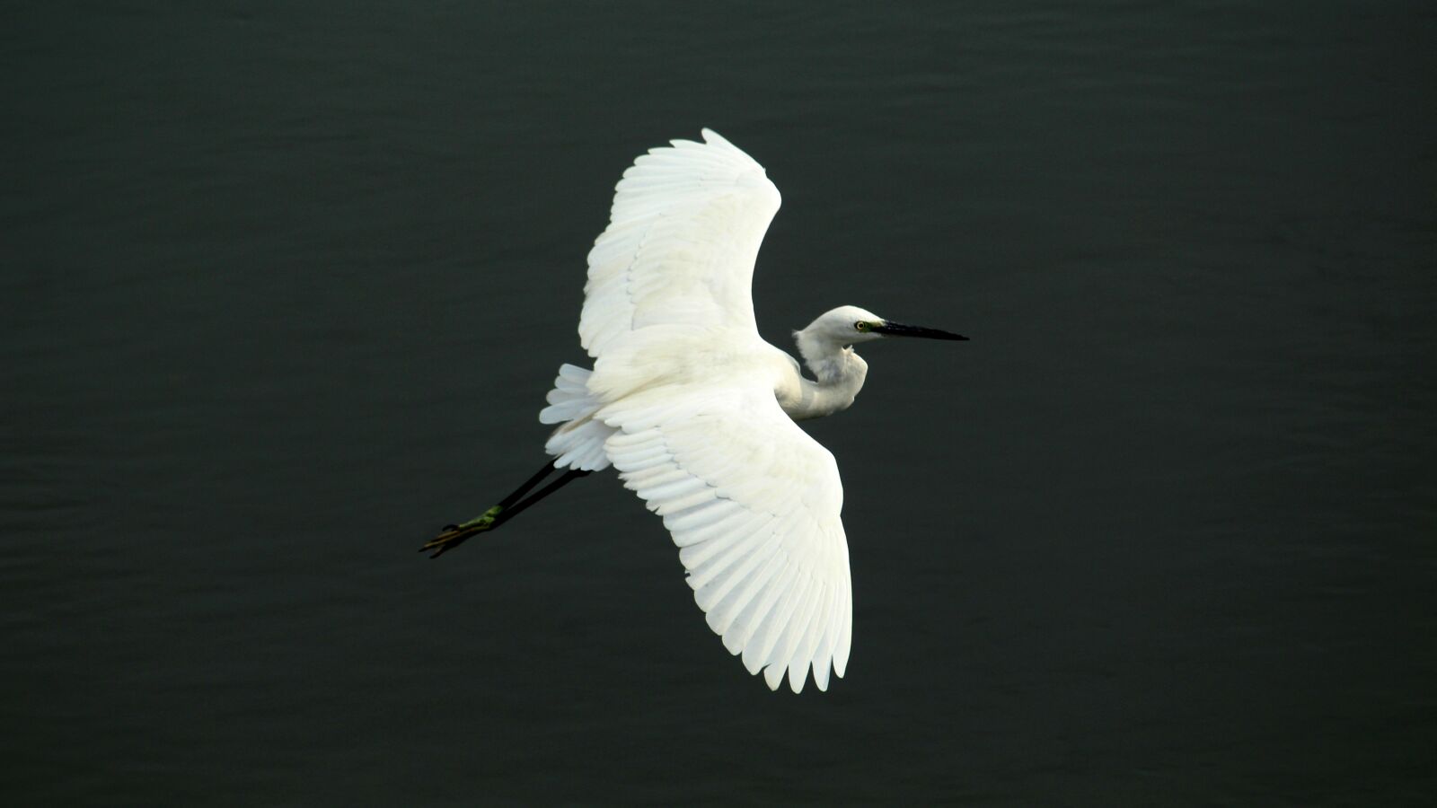Canon EOS 1300D (EOS Rebel T6 / EOS Kiss X80) sample photo. Little, egret, bird photography