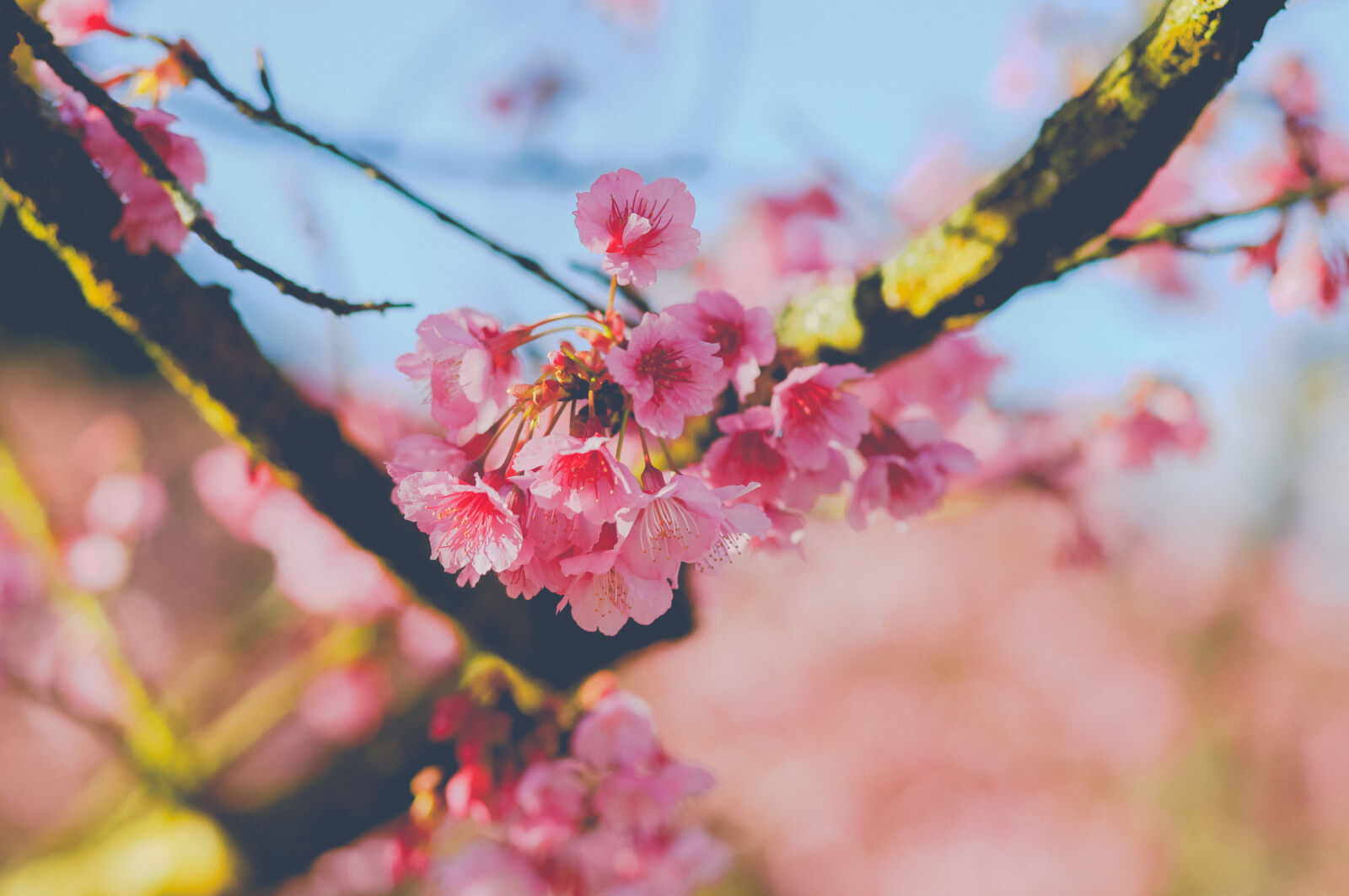 Canon EOS RP + Canon EF 85mm F1.8 USM sample photo