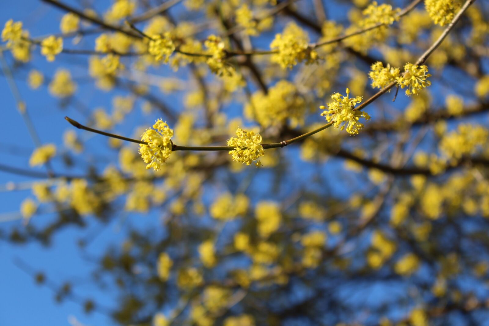 Canon EOS 700D (EOS Rebel T5i / EOS Kiss X7i) sample photo. Spring, spring fresh, flowers photography