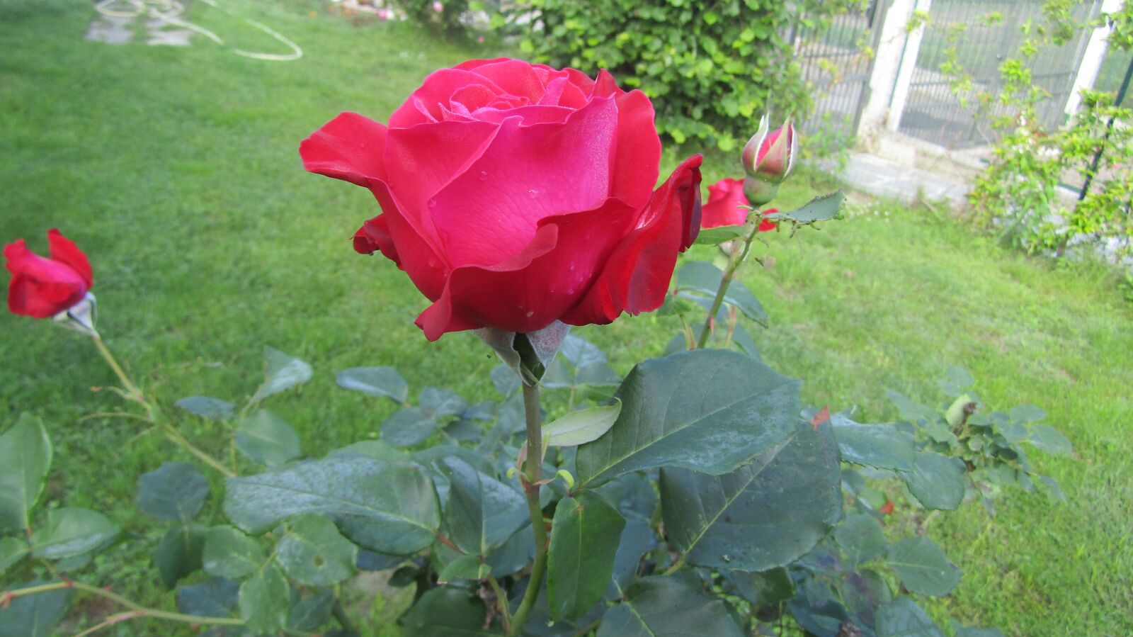 Canon POWERSHOT SX432 IS sample photo. Rosa, garden, flower photography