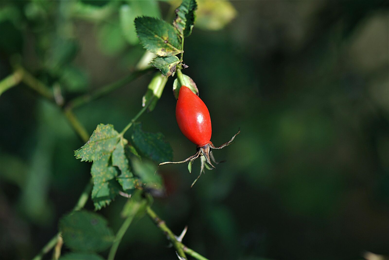 Nikon D80 sample photo. Rose hip, fruit, close photography