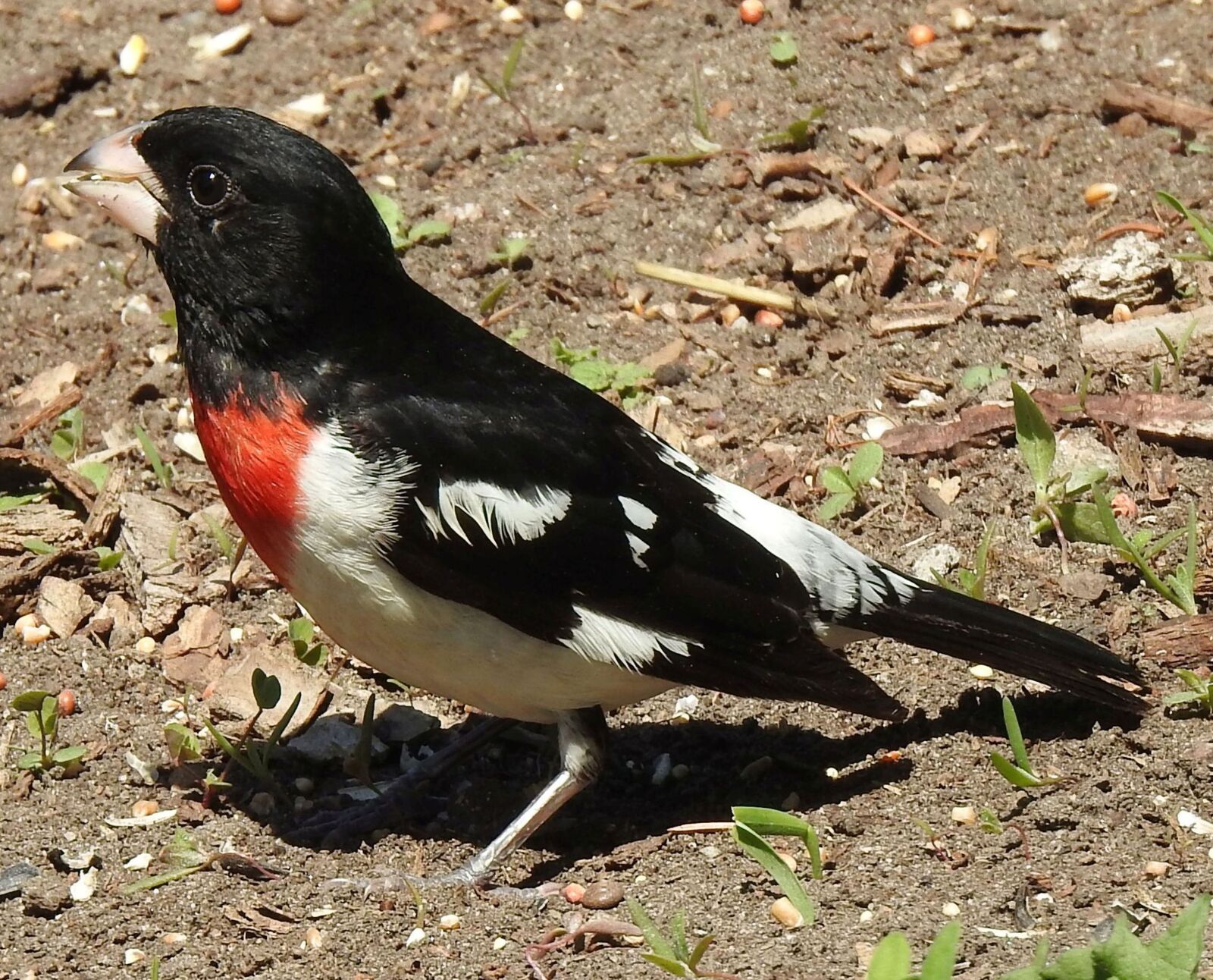 Nikon Coolpix P900 sample photo. Rose-breasted grosbeak, male, pheucticus photography