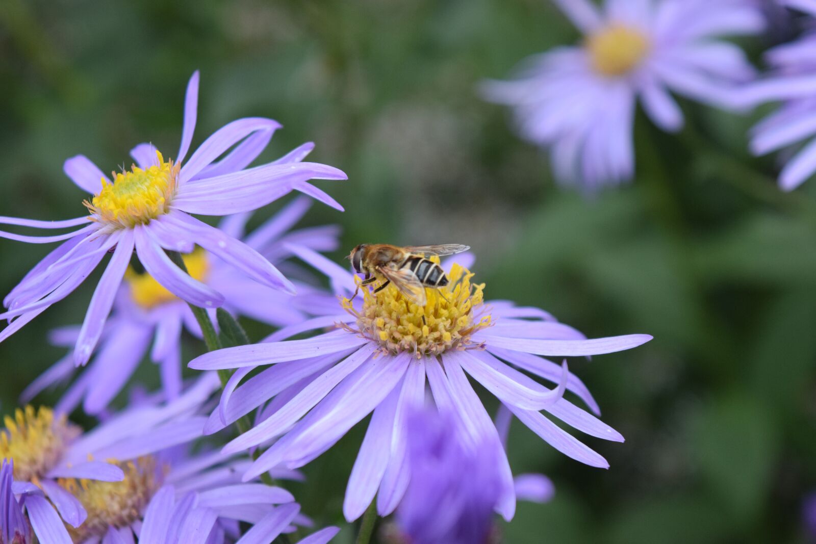 Nikon D5300 sample photo. Nature, flower, flora photography