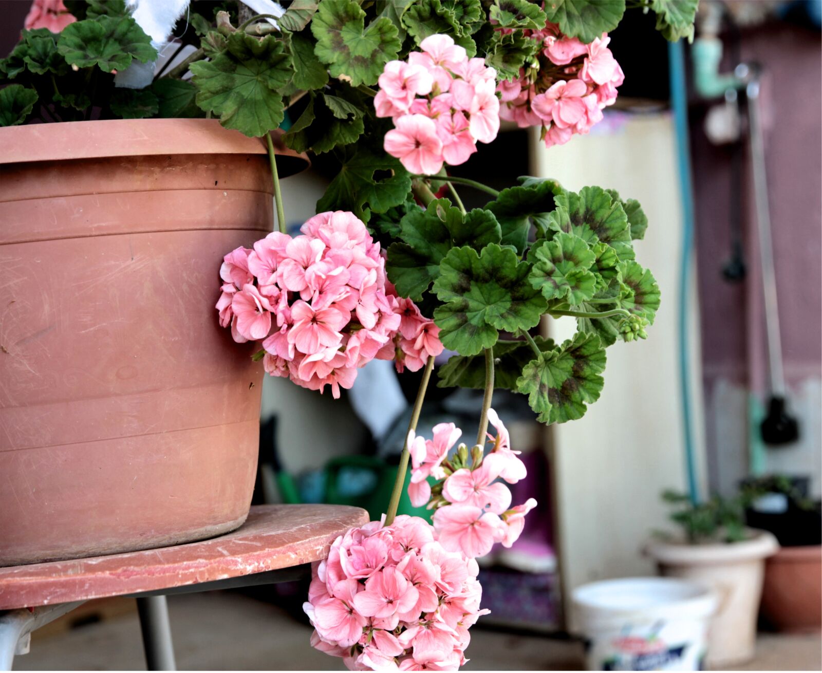 Canon EOS 550D (EOS Rebel T2i / EOS Kiss X4) sample photo. Geranium, plant, flower photography
