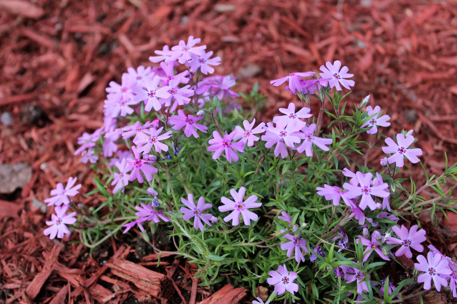 Canon EOS 1200D (EOS Rebel T5 / EOS Kiss X70 / EOS Hi) sample photo. Flowers, pink, planting, purple photography