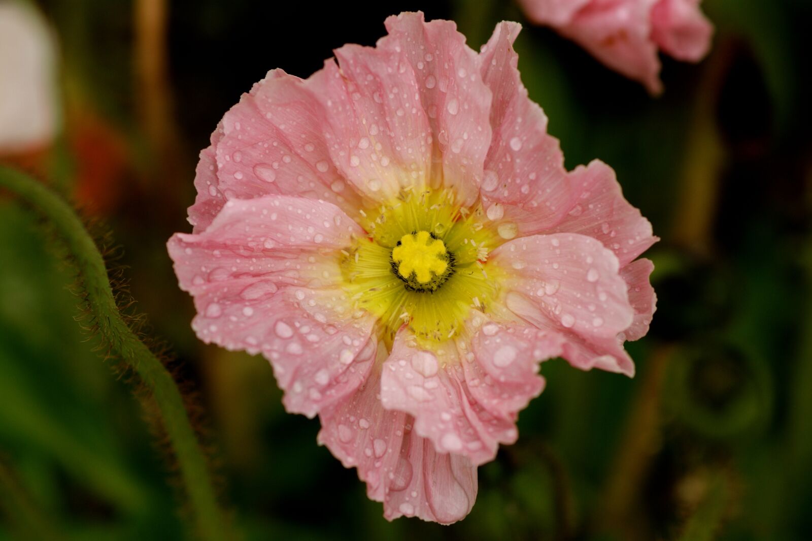 Sony Alpha DSLR-A350 sample photo. Poppy, pink, blossom photography