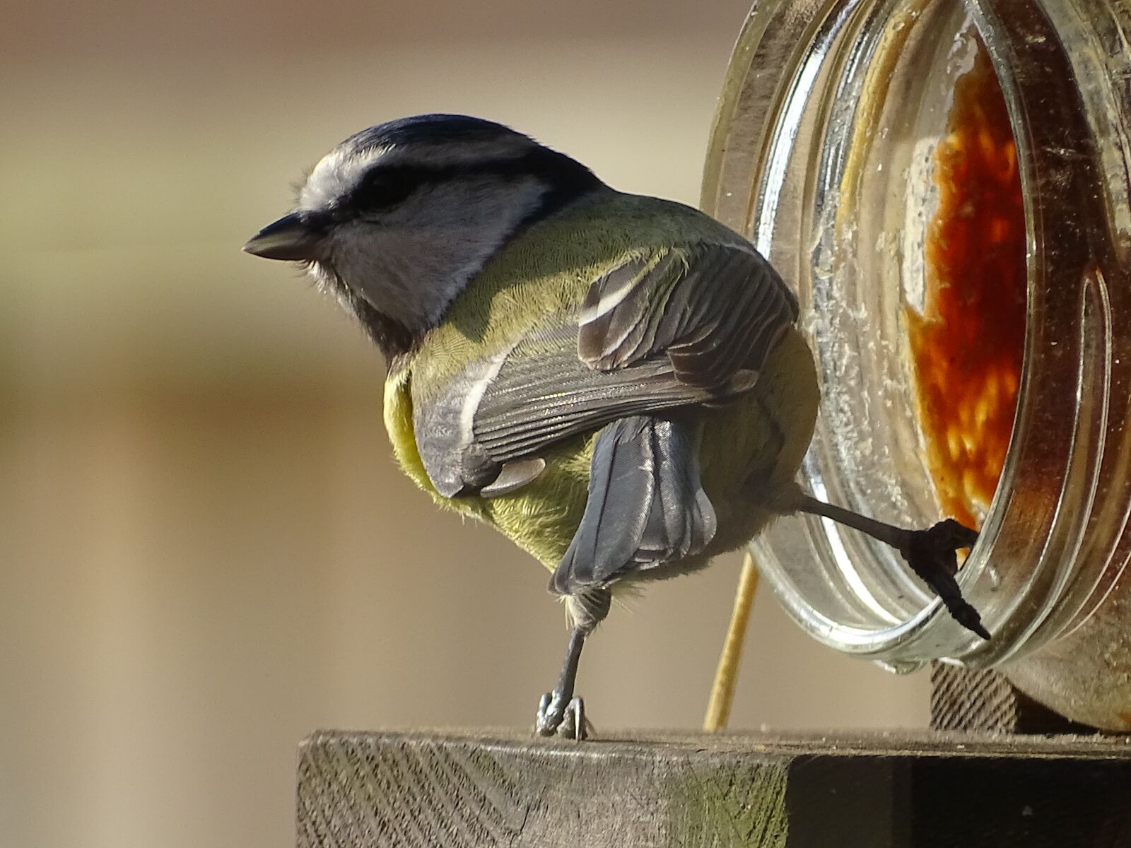 Sony Cyber-shot DSC-HX400V sample photo. Nature, garden, great tit photography