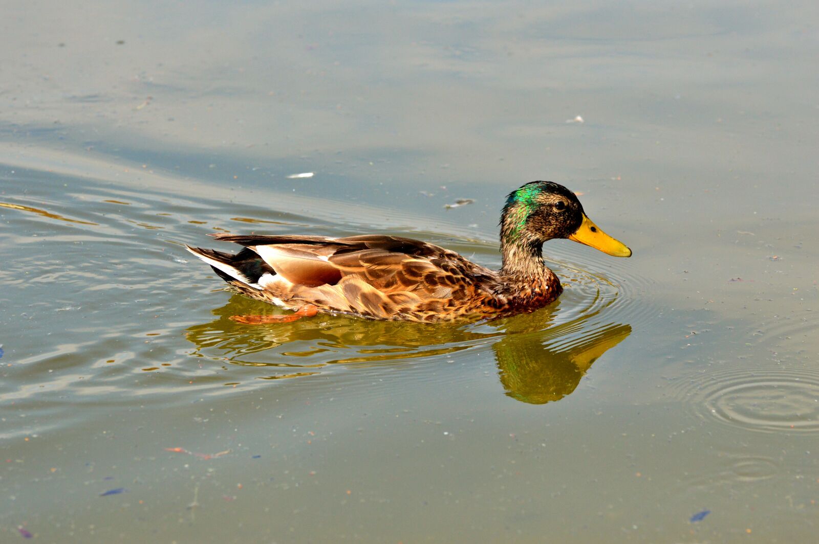 Nikon D3200 sample photo. Duck, mallard, water bird photography