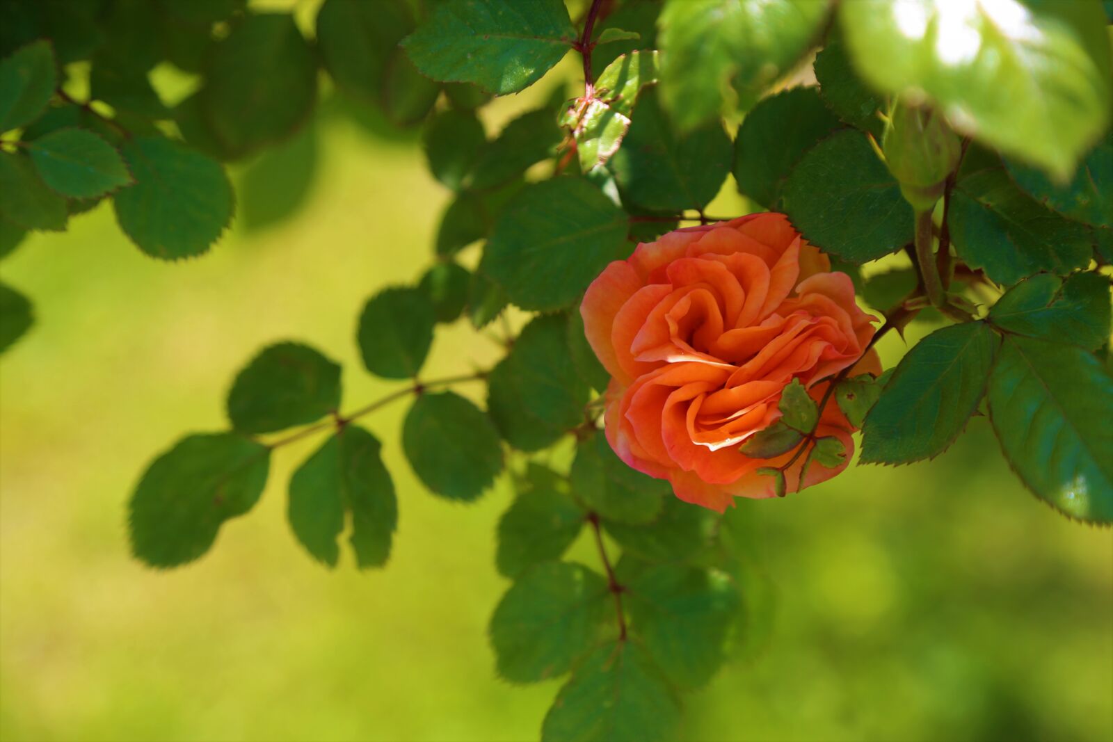 Canon EF 24-105mm F4L IS USM sample photo. Rose, spring, nature photography