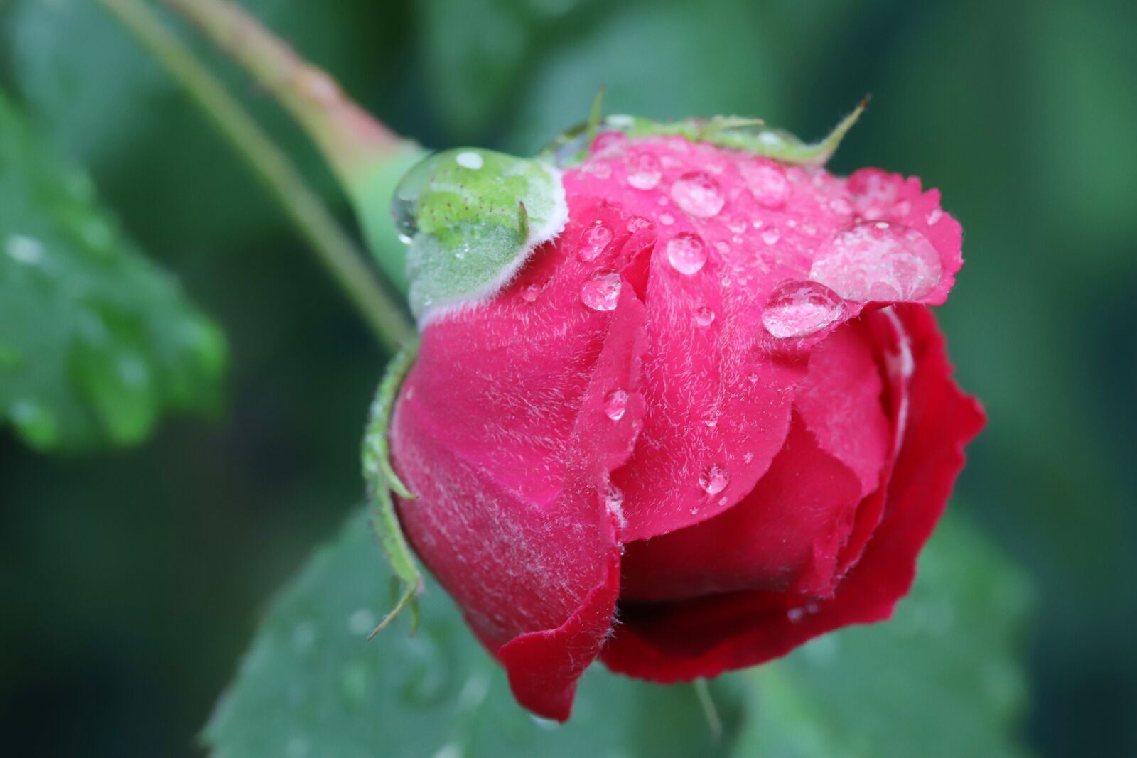 Canon EOS 6D Mark II sample photo. Rose, petal, flowers photography