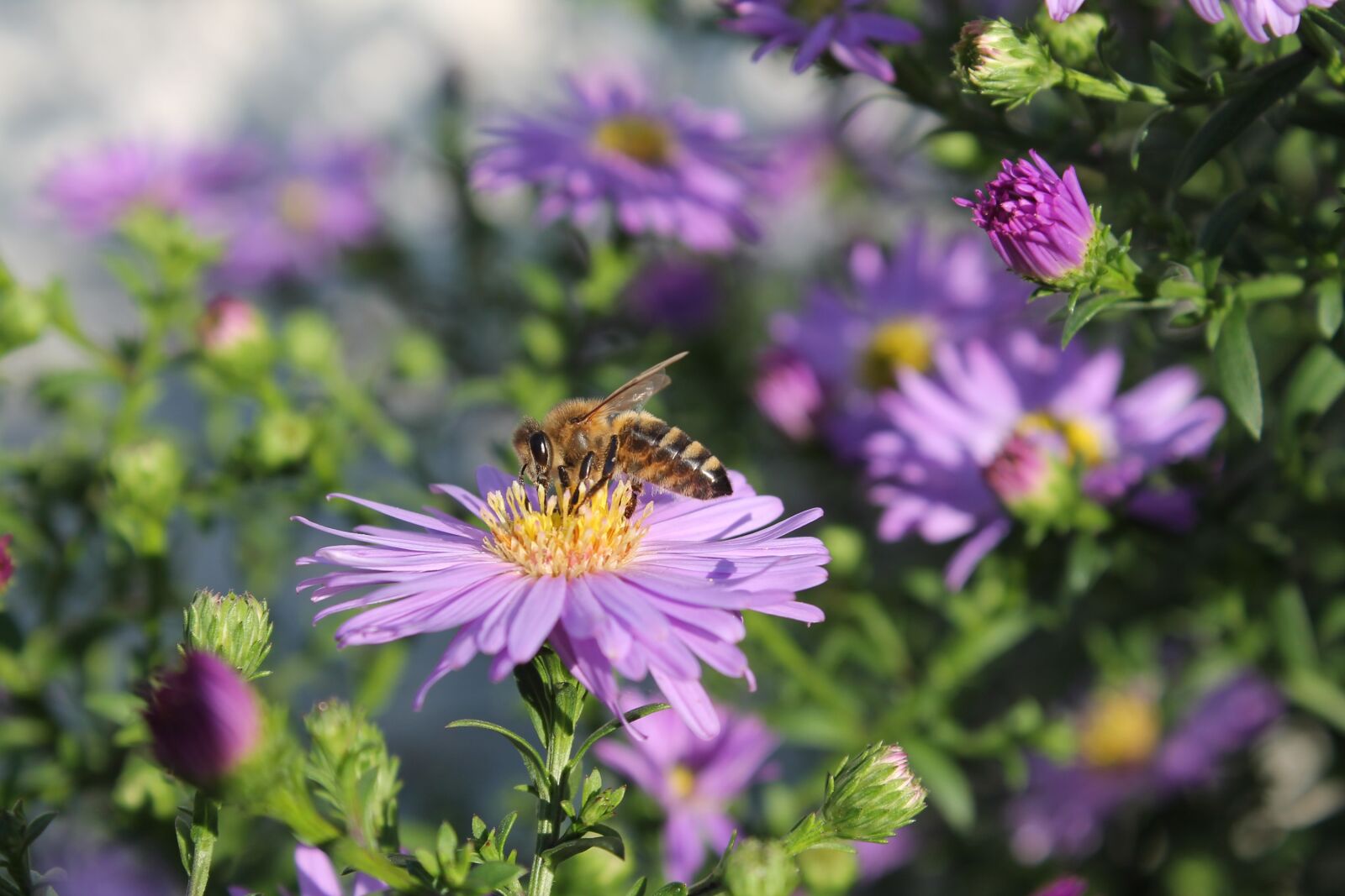 Canon EOS 1100D (EOS Rebel T3 / EOS Kiss X50) sample photo. Herbstaster, bee, garden photography