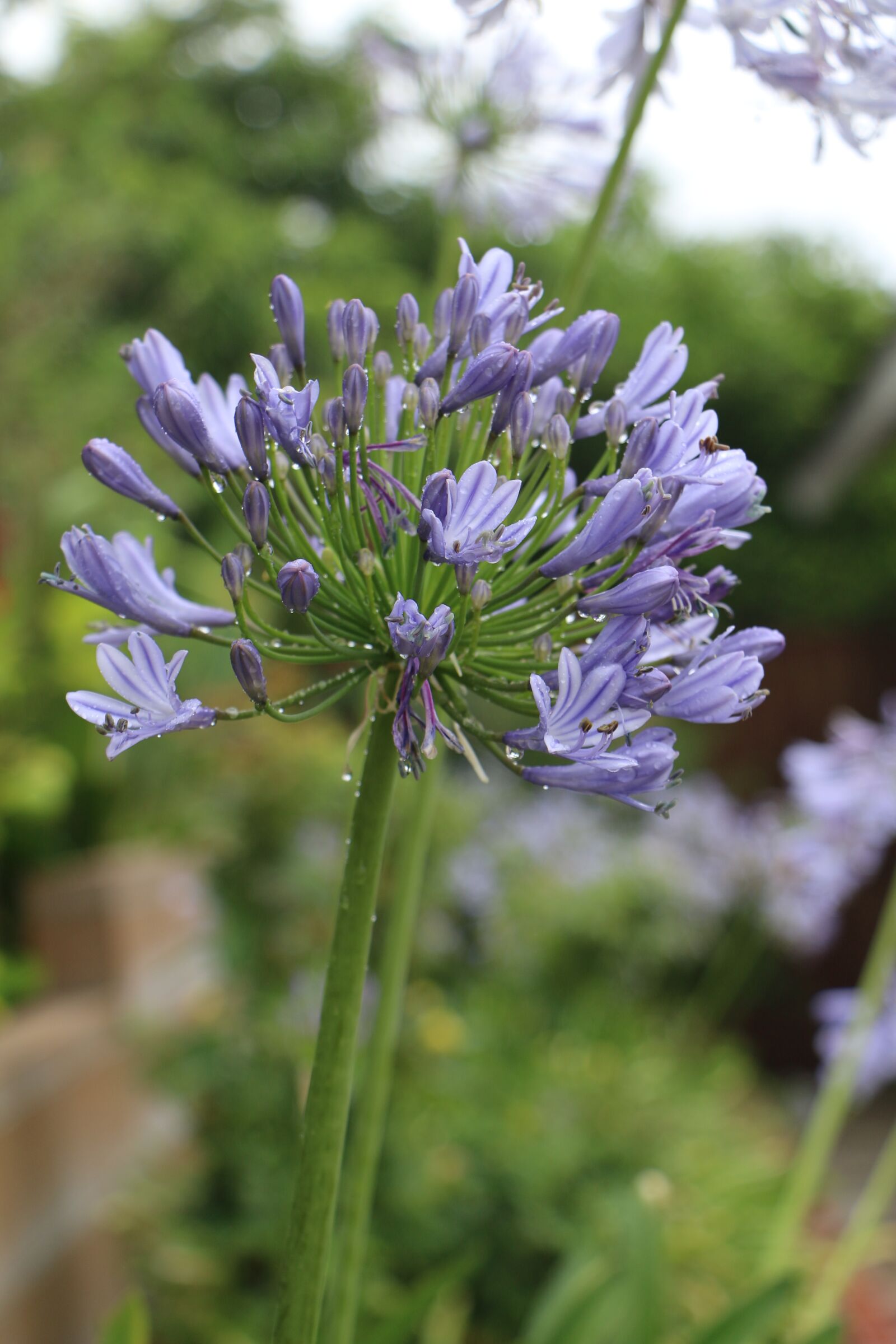 Canon EOS 70D sample photo. Flower, purple, purple flower photography