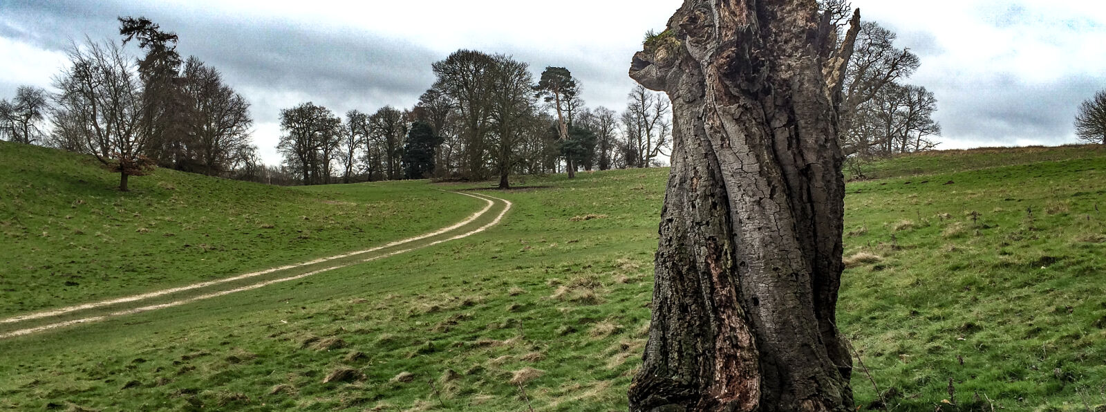 iPhone 5s back camera 4.15mm f/2.2 sample photo. Clouds, gnarled, tree, grass photography