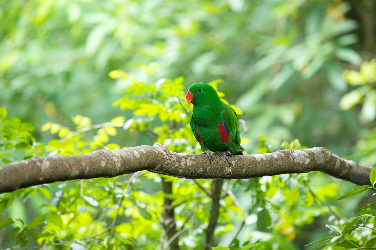 Canon EOS 5D Mark IV + Canon EF 70-200mm F2.8L IS II USM sample photo. Bird, flagmingo, animal photography